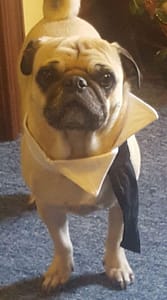 Otis the pug wearing a necktie
